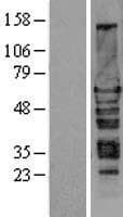 HEXIM1 Protein (Over-Expression Lysate Myc-DDK (Flag))