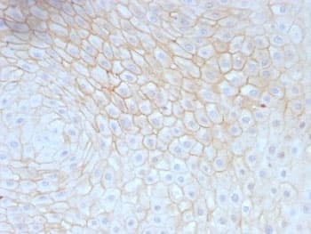 CD59 Antibody (clone MACIF/629)