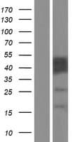 CABYR Protein (Over-Expression Lysate Myc-DDK (Flag))