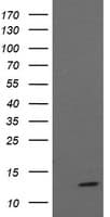 MLANA / Melan-A Antibody (clone OTI3E2, Carrier-free)