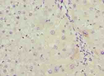 LRG1 / LRG Antibody