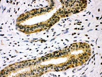 TIMP4 Antibody (aa208-224)