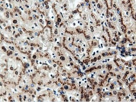 NT5DC1 Antibody (clone OTI3H2)
