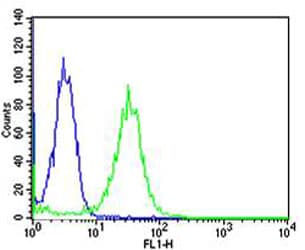 Monoclonal Mouse anti-Human MAFK Antibody (clone 1328CT786.105.125, WB)