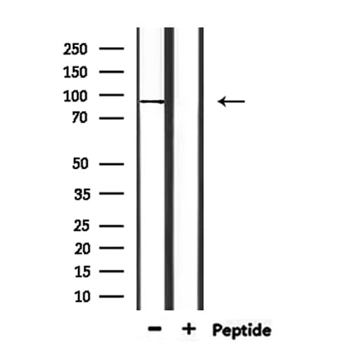 DLG3 / SAP102 Antibody