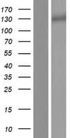 LRIG3 Protein (Over-Expression Lysate Myc-DDK (Flag))