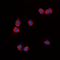 GPR87 Antibody (Internal)