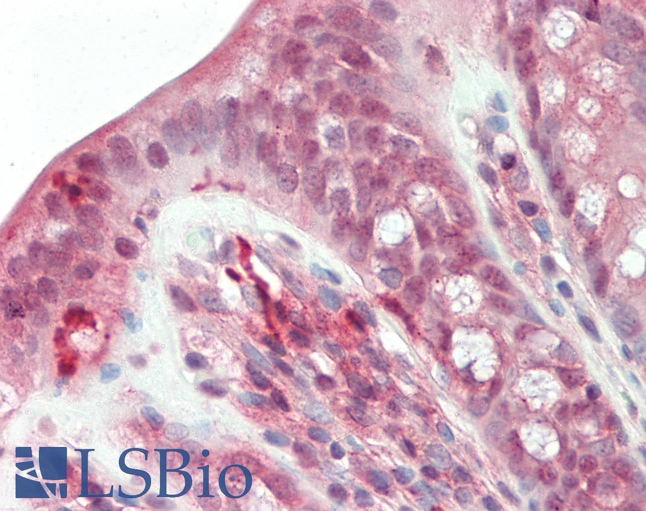 RBPMS / Hermes Antibody (C-Terminus, HRP)