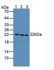 SDC4 / Syndecan 4 Antibody (aa18-145)