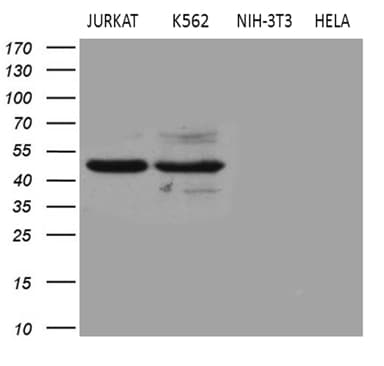 BLZF1 Antibody (aa1-246, clone OTI8E8)