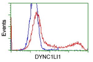 DYNC1LI1 Antibody (clone OTI1C5)