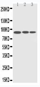 CDC5 / CDC5L Antibody (aa782-802)