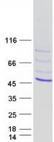 Human TBX10 Protein (Recombinant Myc-DDK (Flag))