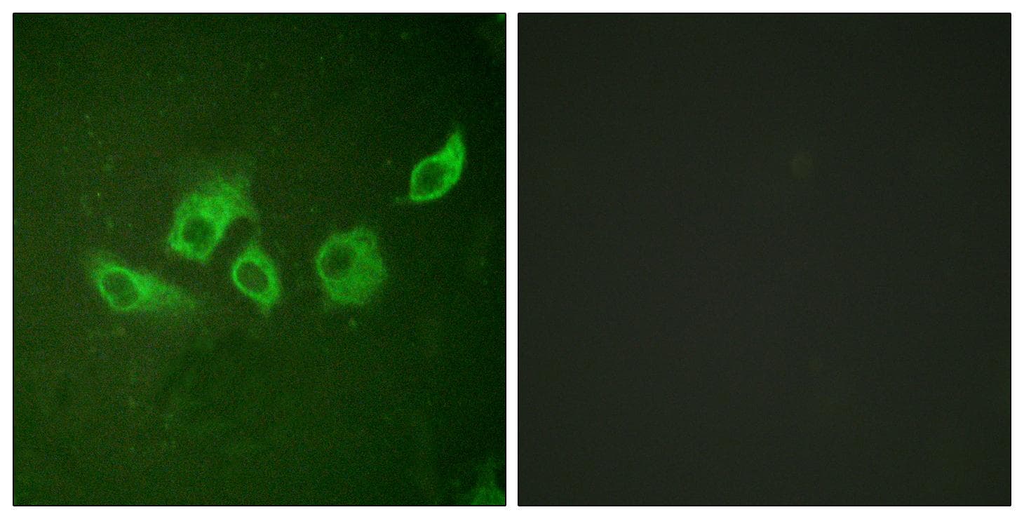 Polyclonal Rabbit anti-Human CRK Antibody (phospho-Tyr221, IF, WB)