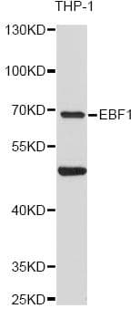 EBF / EBF1 Antibody