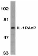 Polyclonal Rabbit anti-Human IL1RAP Antibody (IF, WB)