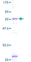 Human PPP1CC / PP1 Gamma Protein (Recombinant GST)