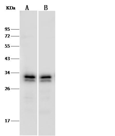 PSME3 Antibody (Preservative Free)