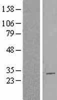CBX2 Protein (Over-Expression Lysate Myc-DDK (Flag))