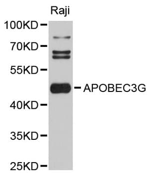 APOBEC3G / CEM15 Antibody
