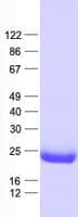 Human MRPL50 Protein (Recombinant His, N-Terminal)