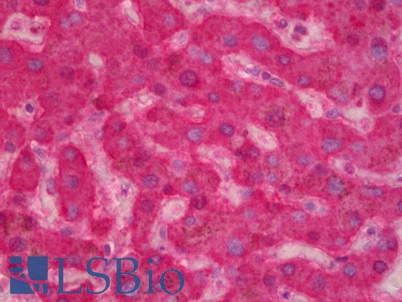 IHC-plus™ F9 / Factor IX Antibody