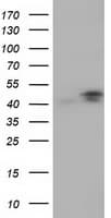 Monoclonal Mouse anti-Human CBWD1 Antibody (clone OTI2D2, IF, WB)