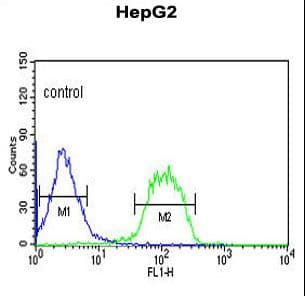Polyclonal Rabbit anti-Human FBXO3 Antibody (aa395-422, WB)