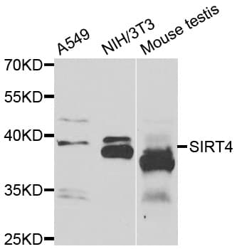 SIRT4 / Sirtuin 4 Antibody