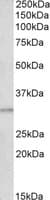 IHC-plus™ Polyclonal Goat anti-Human AES / Groucho Antibody (aa79-91, IHC, WB)