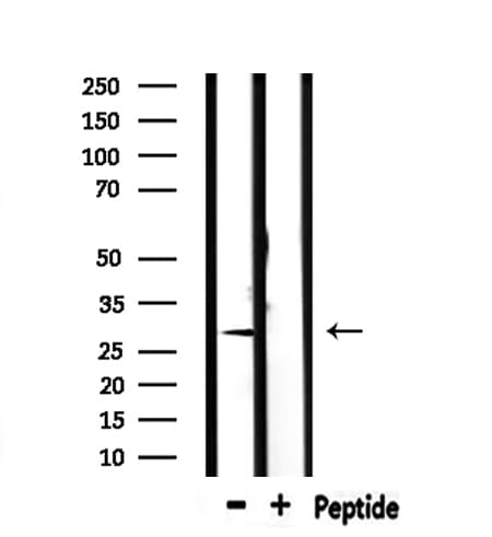 IHC-plus™ DCN / Decorin Antibody