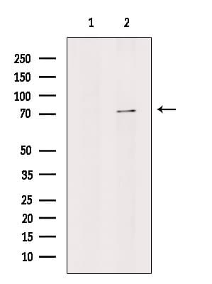 STRA6 Antibody (aa17-42)