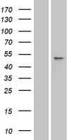 SLC10A3 Protein (Over-Expression Lysate Myc-DDK (Flag))
