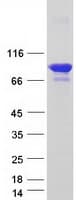 Human BEGAIN Protein (Recombinant Myc-DDK (Flag))