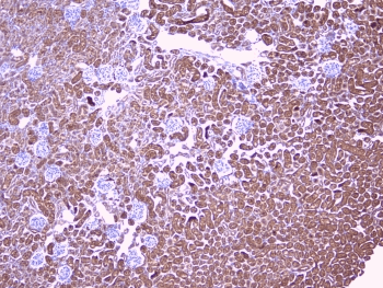 PEBP1 / RKIP Antibody