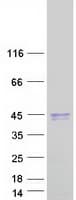Human LRG1 / LRG Protein (Recombinant Myc-DDK (Flag))