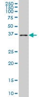 POMZP3 Antibody (clone 2E7)