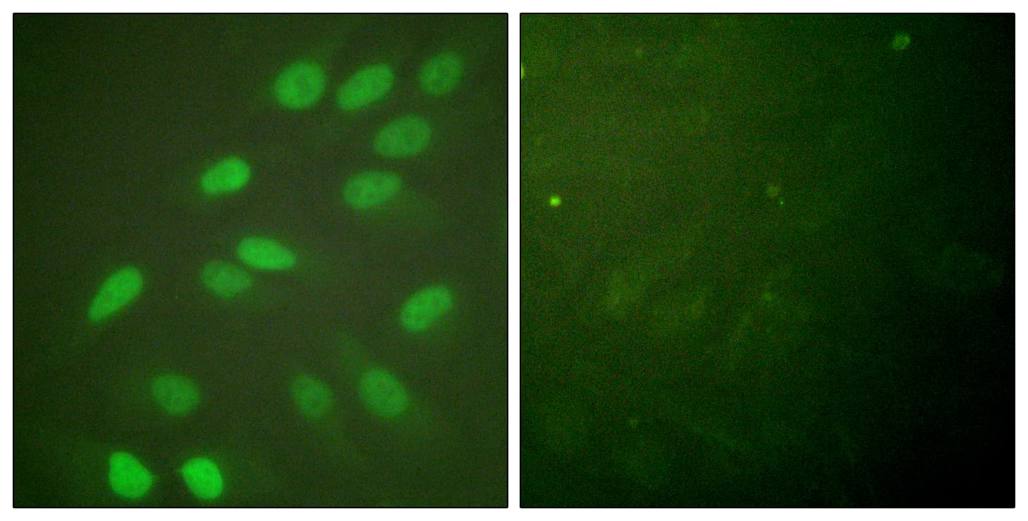 LMNA / Lamin A+C Antibody (aa361-410)
