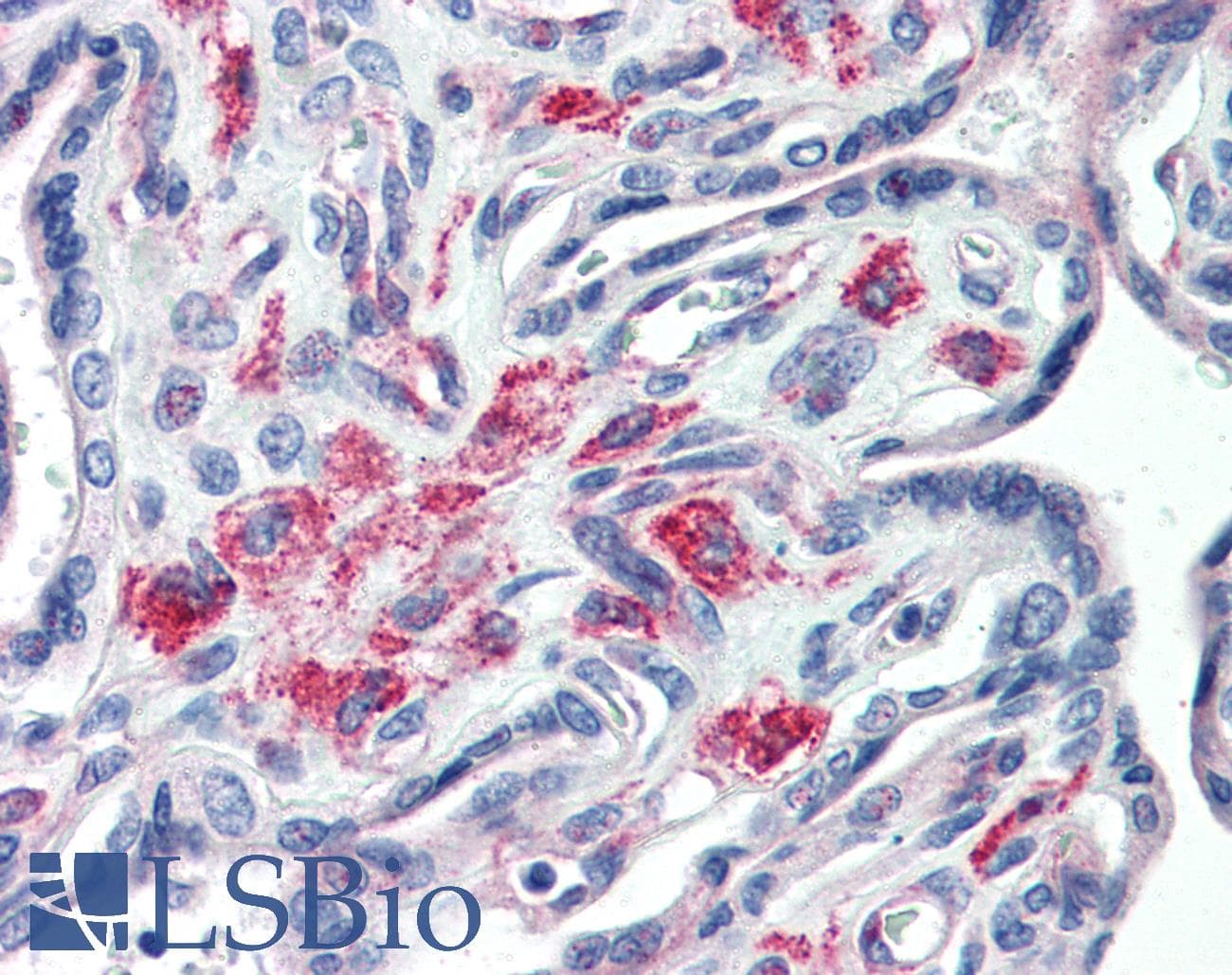 IHC-plus™ Monoclonal Mouse anti-Rat STX12 / Syntaxin 12 Antibody (clone 15G2, Cytoplasmic Domain, IHC, WB)