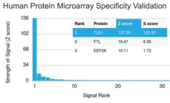 TLE1 / TLE 1 Antibody (clone TLE1/2051)