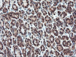 SERPINB1 Antibody (clone OTI3B4)