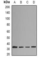 IHC-plus™ HMT / HNMT Antibody