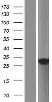 TRIM74 Protein (Over-Expression Lysate Myc-DDK (Flag))