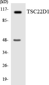 IHC-plus™ TSC22D1 / TSC22 Antibody (aa24-73)