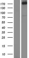 AGL Protein (Over-Expression Lysate Myc-DDK (Flag))
