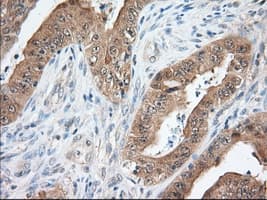 TTC32 Antibody (clone OTI4B5)