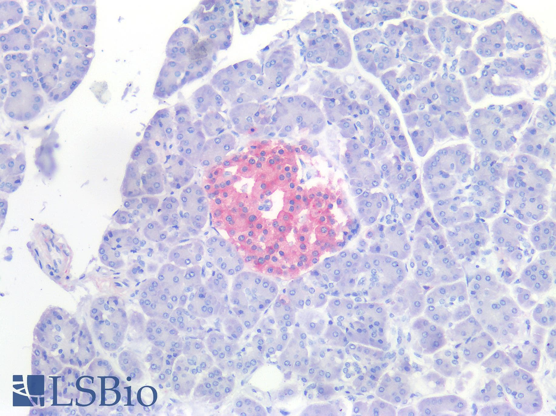 IHC-plus™ SYP / Synaptophysin Antibody