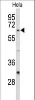 CDC20 Antibody (aa57-84)