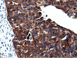 CBWD1 Antibody (clone OTI3F9)