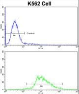 Luc7 / LUC7L Antibody (aa308-336)
